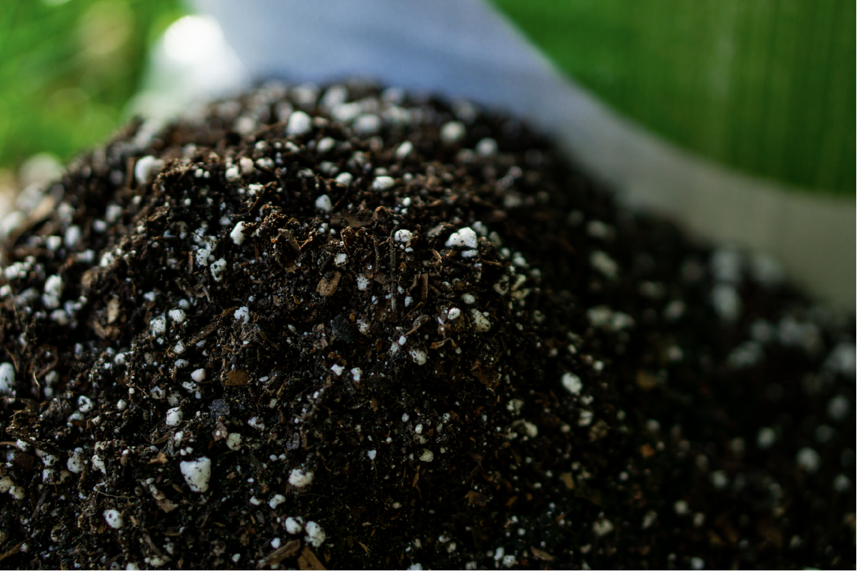 sustrato para plantas