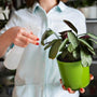 Mujer pulverizando hojas de plantas