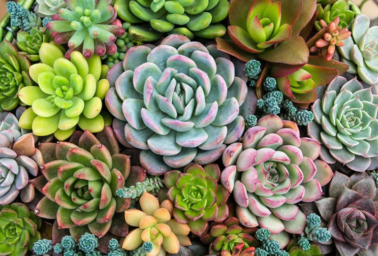 5 Consejos para lograr tus jardines de cactus y suculentas