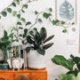 Plantas de interior - Insecticida