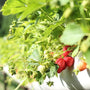 imagen de frutillas - que sembrar en diciembre