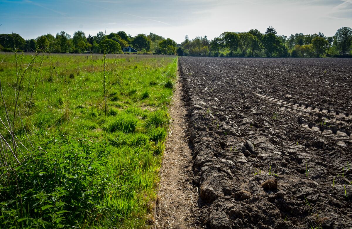 Regeneración de suelo: Pilar de Nuestra Naturaleza