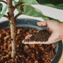 Persona agregando compost a una planta de interior