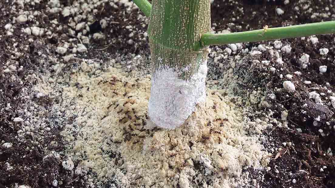 Jardín Tierra de Diatomeas | Insecticida y fertilizante orgánico