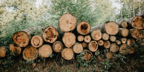 Conjunto de troncos apilados 