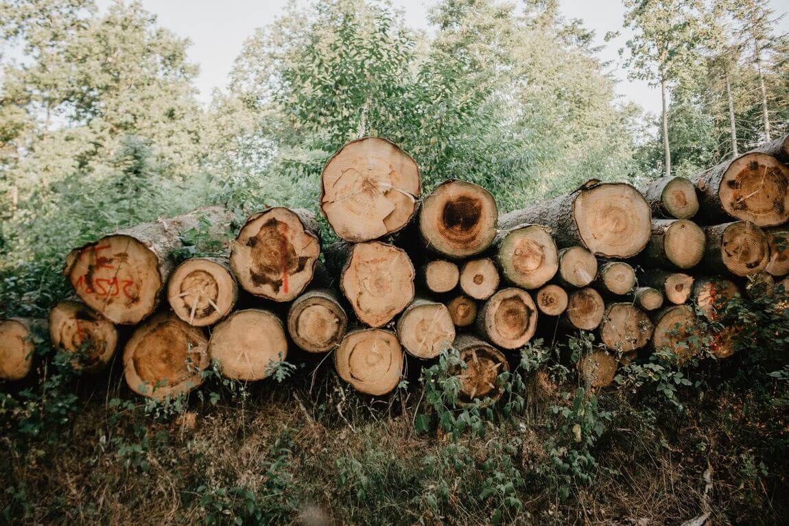 Conjunto de troncos apilados 