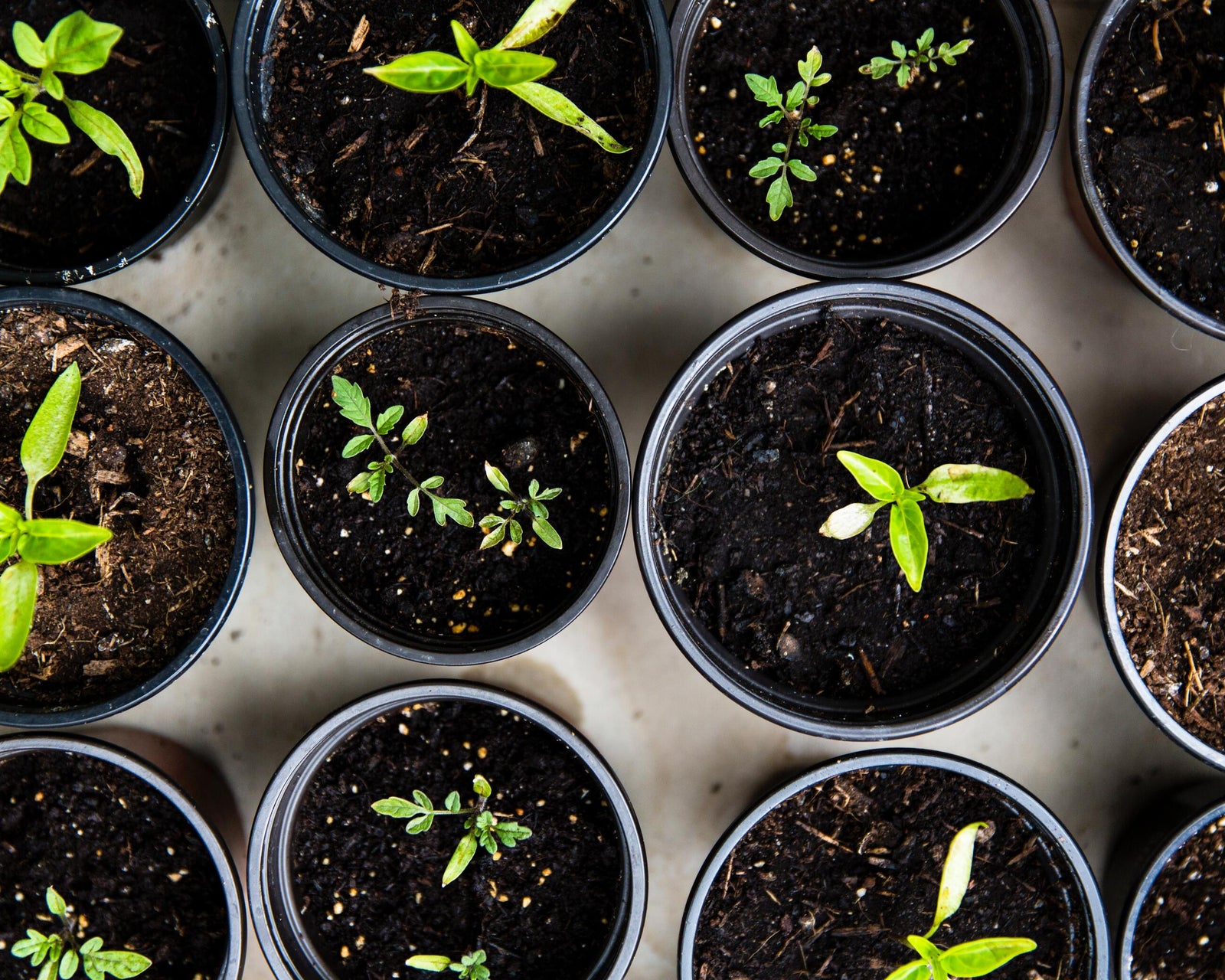 Jardinería - Plantas en macetero