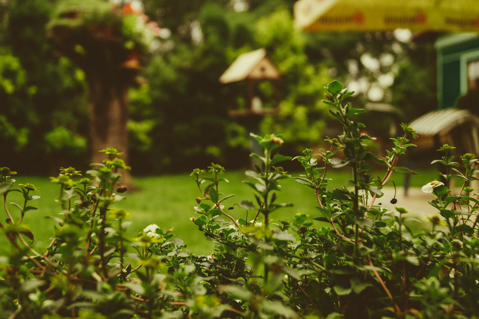 Jardín y plantas de exterior