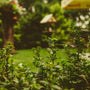 Jardín y plantas de exterior