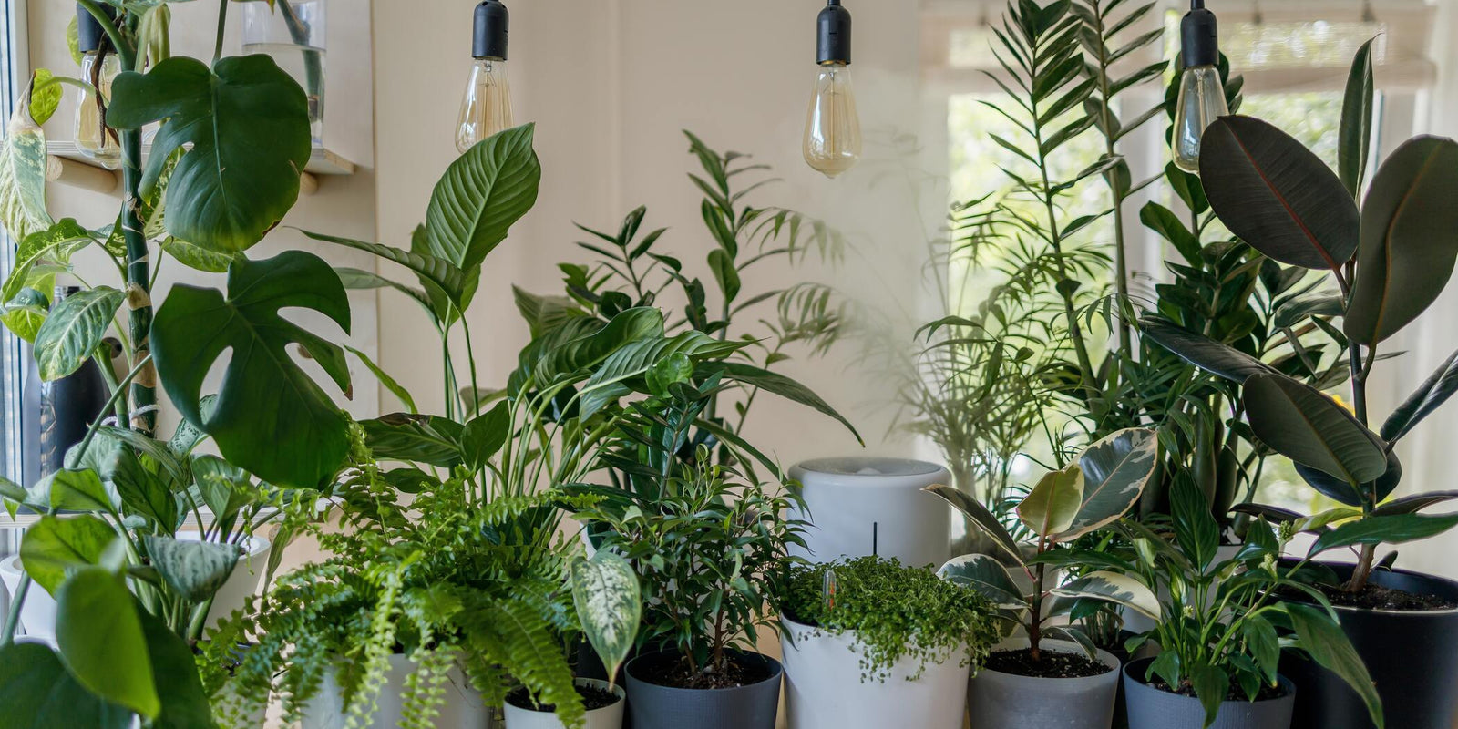 Plantas de interior