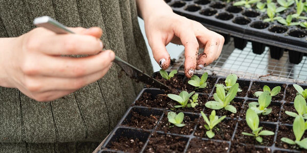 Persona transplantando plantas - Imagen nota de blog cómo transplantar plantas