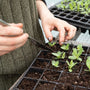 Persona transplantando plantas - Imagen nota de blog cómo transplantar plantas