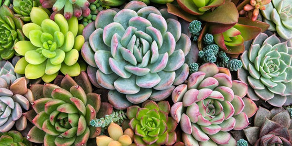 5 Consejos para lograr tus jardines de cactus y suculentas