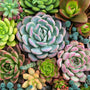 5 Consejos para lograr tus jardines de cactus y suculentas