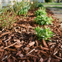 Cantero residencial con mulch de chips de madera marrón cubriendo el suelo y plantas emergiendo