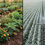Comparación visual entre huerto orgánico diverso y monocultivo industrial con aplicación de agroquímicos