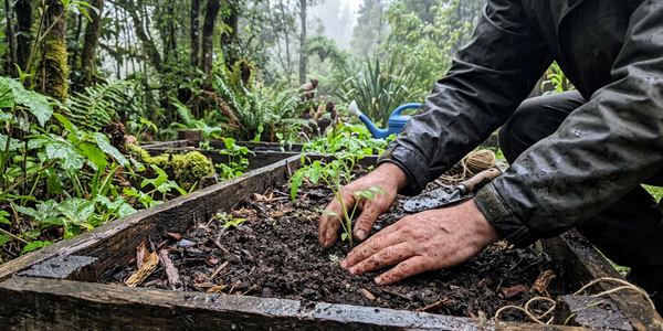 Qué sembrar en septiembre en el Sur de Chile: la guía honesta para no perder tu huerto por una helada
