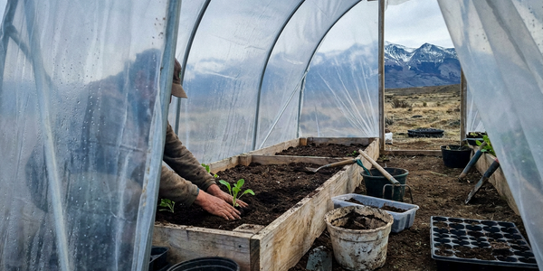 Qué sembrar en noviembre en la zona Austral de Chile: la ventana más corta del país
