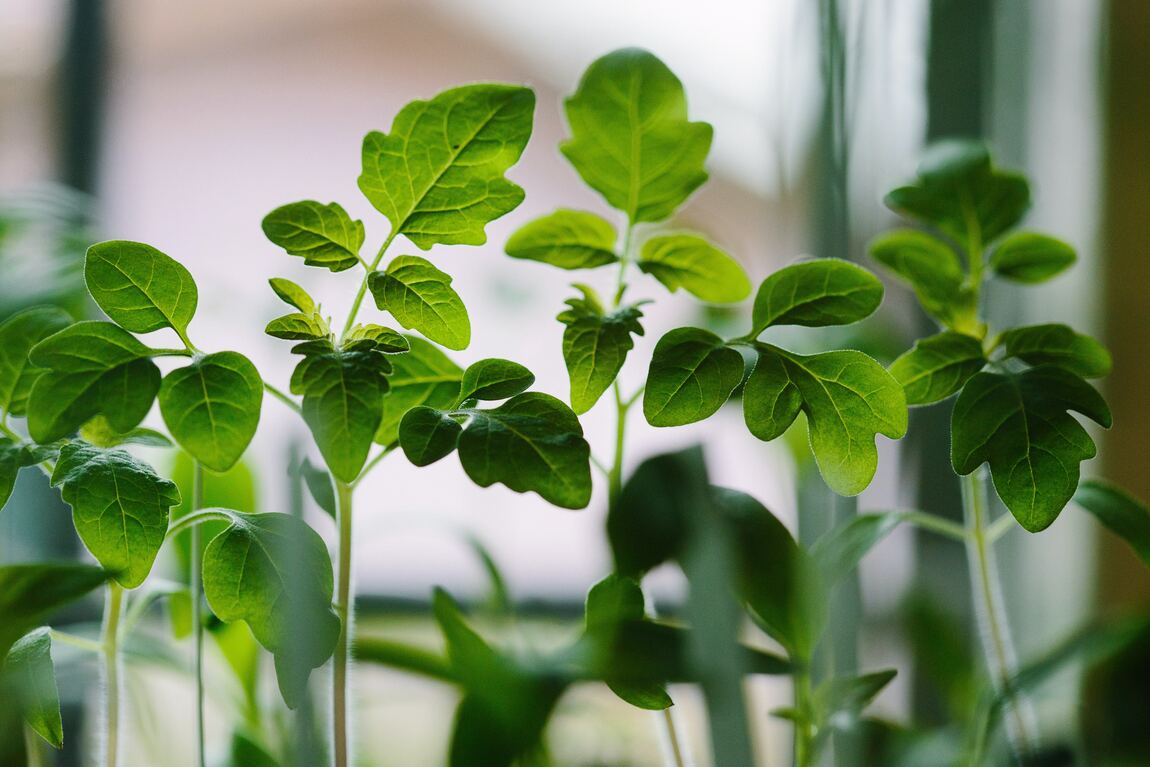 Plantas de jardín - Imagen nota de por qué son importantes las plantas