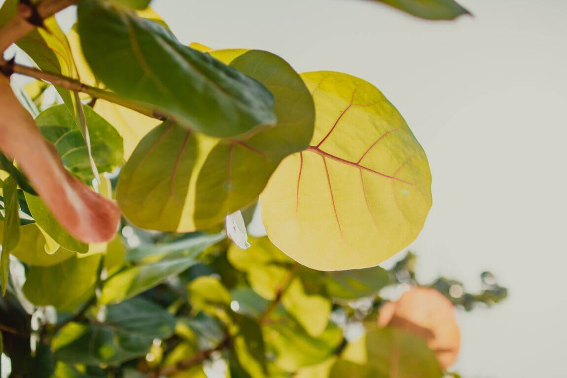 Hojas de árbol al sol - Imagen nota cuidar plantas en verano