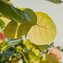 Hojas de árbol al sol - Imagen nota cuidar plantas en verano