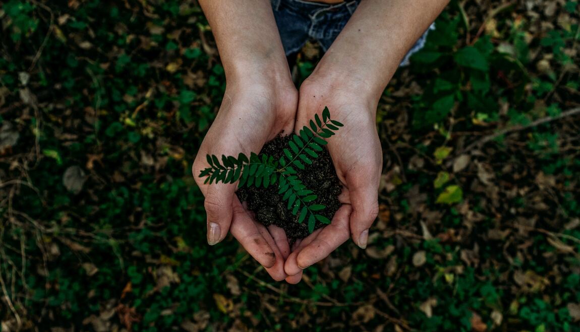 Planta entre dos manos - nota proyecto de ley