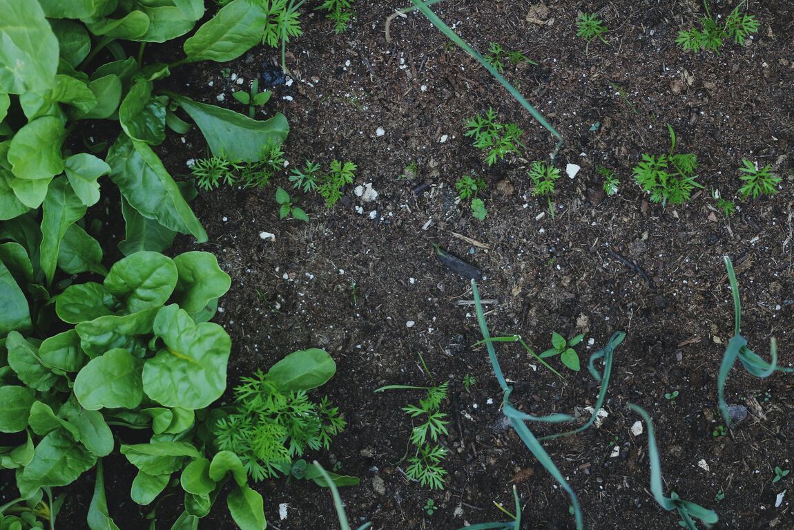 Plantas cultivadas en tierra - Imagen nota qué sembrar en septiembre