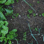 Plantas cultivadas en tierra - Imagen nota qué sembrar en septiembre