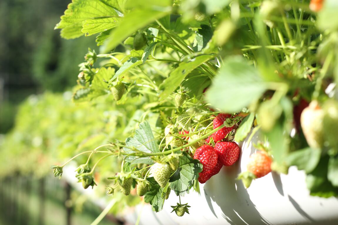 imagen de frutillas - que sembrar en diciembre