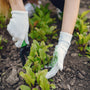 Persona sembrando en la tierra - imagen de nota que sembrar en noviembre chile