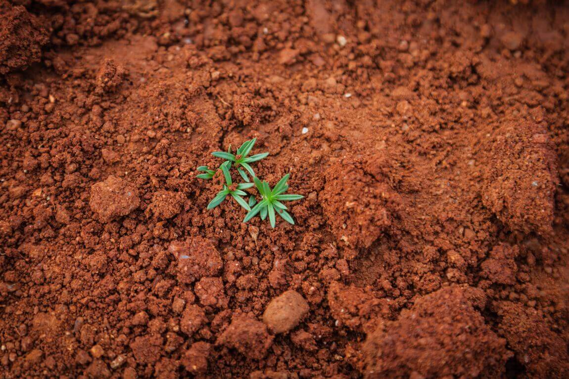 La importancia de la tierra ácida en la jardinería