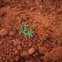 La importancia de la tierra ácida en la jardinería