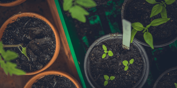 Cómo la tierra de diatomeas revoluciona la jardinería: Usos y ventajas