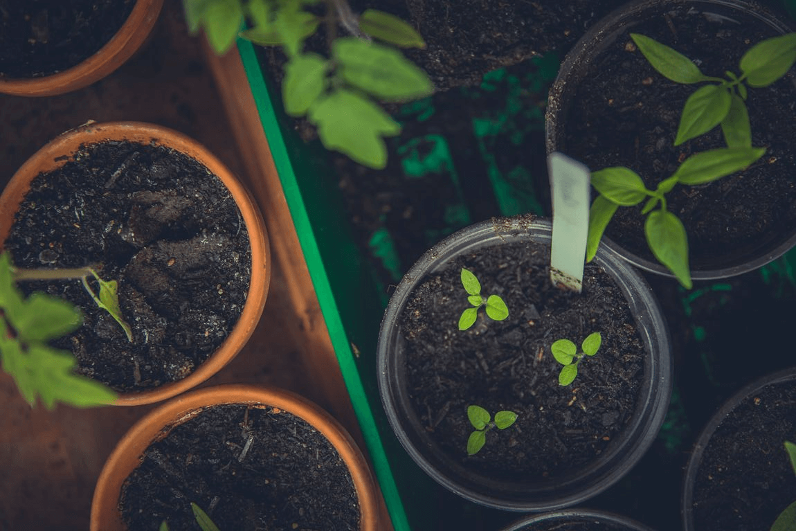 Cómo la tierra de diatomeas revoluciona la jardinería: Usos y ventajas
