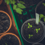 Cómo la tierra de diatomeas revoluciona la jardinería: Usos y ventajas