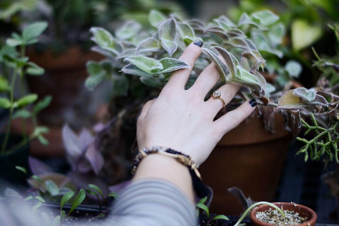 Mano de una persona tocando una planta - imagen nota de blog tipos de hongos en las plantas