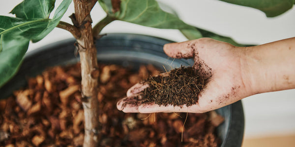 Persona agregando compost a una planta de interior