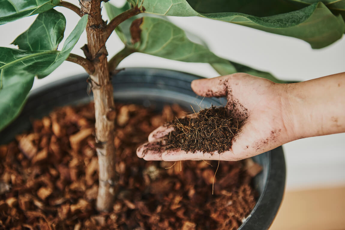 Persona agregando compost a una planta de interior