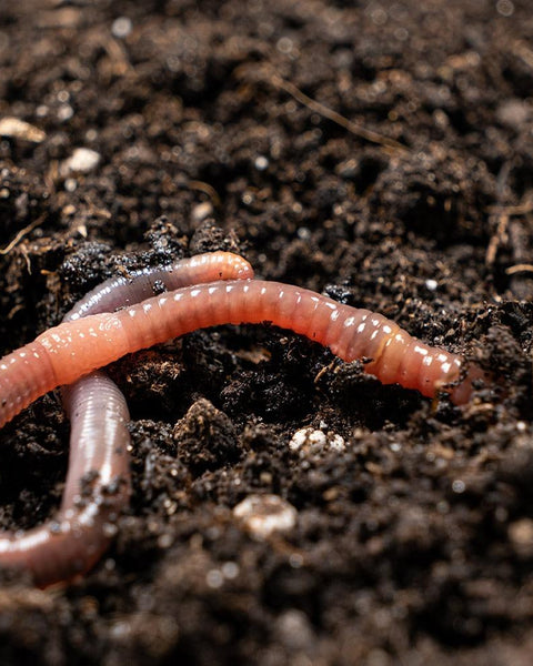 Núcleo de Lombrices Californianas