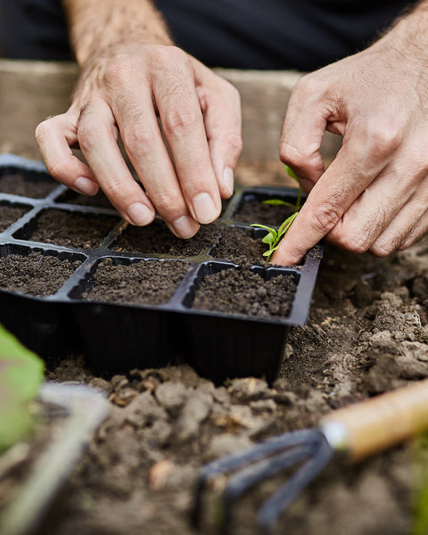 Pack prepara la primavera · Almácigos