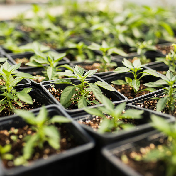 Pack prepara la primavera · Almácigos