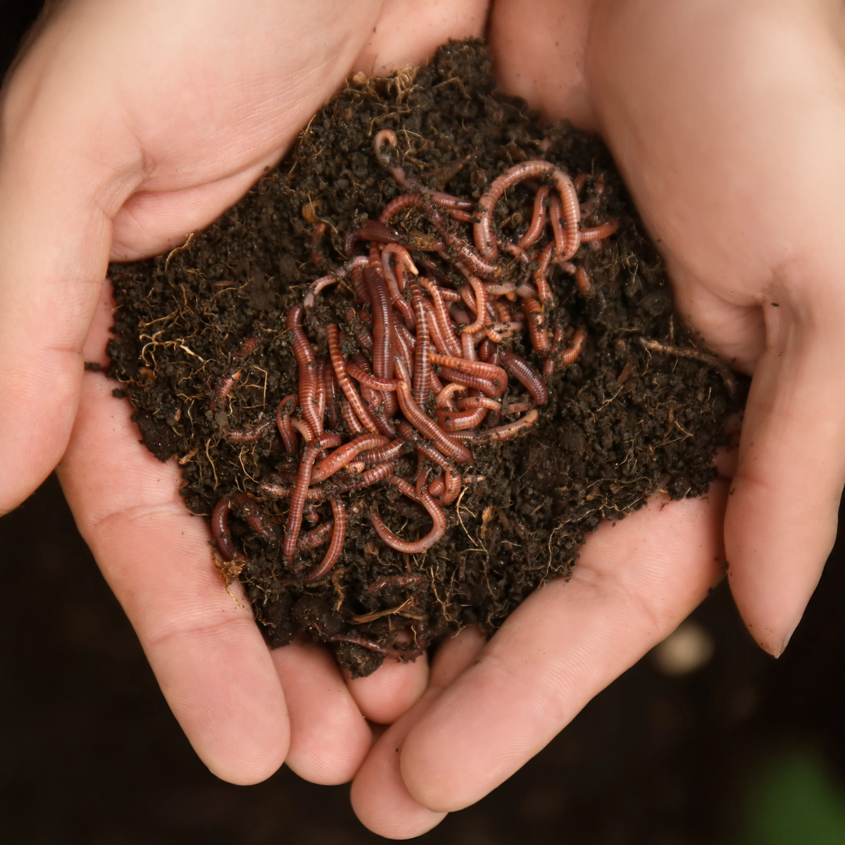Núcleo de Lombrices Californianas