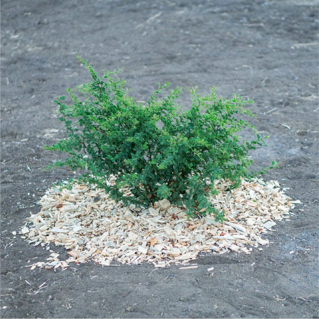Mulch Natural | 60 Litros