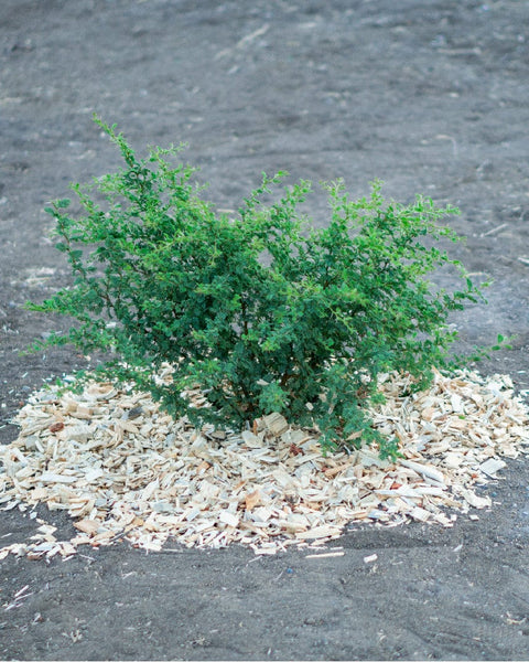 Mulch Natural | 60 Litros