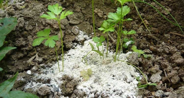 Jardín Tierra de Diatomeas | Insecticida y fertilizante orgánico