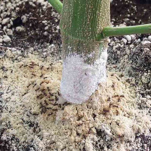 Jardín Tierra de Diatomeas | Insecticida y fertilizante orgánico